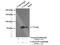 Lysine-specific demethylase NO66 antibody, 22842-1-AP, Proteintech Group, Immunoprecipitation image 