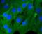 Ras Homolog Family Member C antibody, NBP2-67325, Novus Biologicals, Immunofluorescence image 