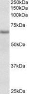 Cytochrome B5 Reductase 4 antibody, NBP2-27496, Novus Biologicals, Western Blot image 