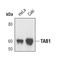 TGF-Beta Activated Kinase 1 (MAP3K7) Binding Protein 1 antibody, MA5-14964, Invitrogen Antibodies, Western Blot image 