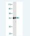 RAB4A, Member RAS Oncogene Family antibody, H00005867-M02, Novus Biologicals, Western Blot image 