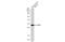 Uncoupling Protein 1 antibody, GTX112784, GeneTex, Western Blot image 