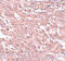 Breast Carcinoma Amplified Sequence 4 antibody, 5631, ProSci, Immunohistochemistry frozen image 