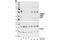 CCAAT Enhancer Binding Protein Alpha antibody, 2844S, Cell Signaling Technology, Western Blot image 