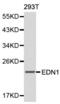 Endothelin 1 antibody, abx000821, Abbexa, Western Blot image 