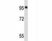 Nucleolin antibody, F40212-0.4ML, NSJ Bioreagents, Western Blot image 