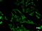Eukaryotic Translation Initiation Factor 2 Subunit Alpha antibody, LS-C342372, Lifespan Biosciences, Immunofluorescence image 