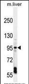 Exocyst Complex Component 3 Like 1 antibody, PA5-35040, Invitrogen Antibodies, Western Blot image 