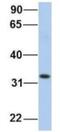 Hydroxyacyl-CoA Dehydrogenase antibody, NBP1-54732, Novus Biologicals, Western Blot image 