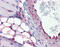 Cavin-1 antibody, ARP36965_P050, Aviva Systems Biology, Immunohistochemistry paraffin image 