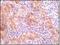 Synuclein Gamma antibody, 32-216, ProSci, Immunohistochemistry frozen image 