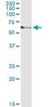 Rho Guanine Nucleotide Exchange Factor 5 antibody, H00007984-M02, Novus Biologicals, Immunoprecipitation image 