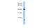Ubiquitin D antibody, PA5-42827, Invitrogen Antibodies, Western Blot image 