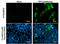 Pancreatic Polypeptide antibody, GTX628832, GeneTex, Immunocytochemistry image 