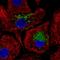 Mucin-5B antibody, HPA008246, Atlas Antibodies, Immunofluorescence image 