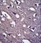 Proline Rich 18 antibody, LS-C162182, Lifespan Biosciences, Immunohistochemistry paraffin image 