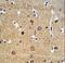 ADAM Metallopeptidase Domain 19 antibody, LS-C156038, Lifespan Biosciences, Immunohistochemistry frozen image 