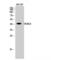 Histone Deacetylase 8 antibody, LS-C383907, Lifespan Biosciences, Western Blot image 