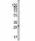 KIT Ligand antibody, F44224-0.4ML, NSJ Bioreagents, Western Blot image 