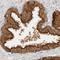 Acid Phosphatase, Prostate antibody, NBP1-90263, Novus Biologicals, Immunohistochemistry frozen image 