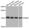 Methionine Sulfoxide Reductase B2 antibody, PA5-76371, Invitrogen Antibodies, Western Blot image 