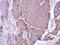 ADAM 17 antibody, NBP2-15281, Novus Biologicals, Immunohistochemistry paraffin image 