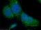 IQ Motif Containing K antibody, 25740-1-AP, Proteintech Group, Immunofluorescence image 