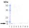 Ubiquitin B antibody, NBP1-19306, Novus Biologicals, Western Blot image 