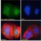 Zinc Finger MYND-Type Containing 11 antibody, 45-344, ProSci, Enzyme Linked Immunosorbent Assay image 