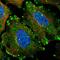 Testin LIM Domain Protein antibody, HPA018123, Atlas Antibodies, Immunofluorescence image 