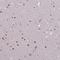 WD Repeat Domain 18 antibody, HPA050193, Atlas Antibodies, Immunohistochemistry frozen image 