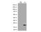 Cancer/Testis Antigen 1B antibody, NBP1-47714, Novus Biologicals, Western Blot image 