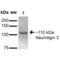 Neuroligin 3 antibody, 56552, QED Bioscience, Western Blot image 