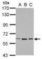 Zinc Finger Protein 266 antibody, PA5-32123, Invitrogen Antibodies, Western Blot image 