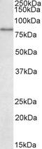 Uromodulin antibody, LS-C186628, Lifespan Biosciences, Western Blot image 