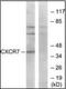 Atypical Chemokine Receptor 3 antibody, orb93604, Biorbyt, Western Blot image 