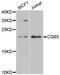 Choriogonadotropin subunit beta antibody, orb247465, Biorbyt, Western Blot image 
