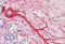 Neurofilament Light antibody, MBS248537, MyBioSource, Immunohistochemistry frozen image 