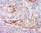 Alpha-2-Glycoprotein 1, Zinc-Binding antibody, orb221983, Biorbyt, Immunohistochemistry paraffin image 