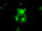 Tetratricopeptide Repeat Domain 32 antibody, TA501338, Origene, Immunofluorescence image 