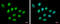 DIS3 Homolog, Exosome Endoribonuclease And 3'-5' Exoribonuclease antibody, GTX115645, GeneTex, Immunocytochemistry image 