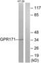 G Protein-Coupled Receptor 171 antibody, LS-C120699, Lifespan Biosciences, Western Blot image 