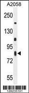 ER Membrane Associated RNA Degradation antibody, MBS9204788, MyBioSource, Western Blot image 