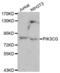 Phosphatidylinositol-4,5-Bisphosphate 3-Kinase Catalytic Subunit Gamma antibody, abx000651, Abbexa, Western Blot image 