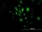 Serine/Threonine Kinase 33 antibody, orb89796, Biorbyt, Immunofluorescence image 