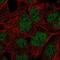 Proline Rich 14 antibody, PA5-65696, Invitrogen Antibodies, Immunofluorescence image 
