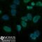 H3 Histone Family Member 3B antibody, NBP1-30141, Novus Biologicals, Immunocytochemistry image 