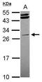 Edpk antibody, GTX107584, GeneTex, Western Blot image 