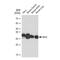 BCL2 antibody, GTX01194, GeneTex, Western Blot image 