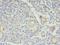 Regulatory Factor X6 antibody, LS-C378058, Lifespan Biosciences, Immunohistochemistry frozen image 